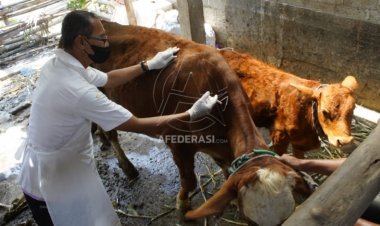 Nol Kasus PMK, Pemkot Kediri Terus Lakukan Vaksinasi