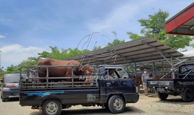 Penjualan Sapi Anjlok Hingga 50 Persen Saat PMK