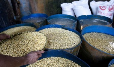 Kurangi Impor, Jokowi Dorong Petani Tanam Kedelai