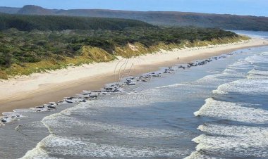 200 Ekor Paus Pilot Mati Terdampar di Pantai Barat Australia