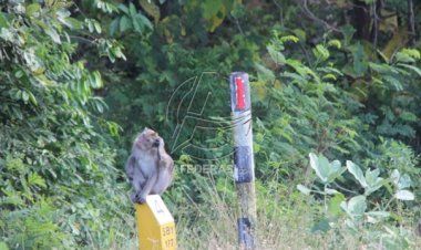 Kemarau Panjang, Puluhan Monyet Ekor Panjang Turun Jalan