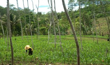 Minimnya Tanaman Tegakan, Penyebab Banjir dan Longsor di JLS