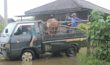Ratusan KK di Desa Ngranti Terdampak Banjir, Ternak Warga Ikut diungsikan.