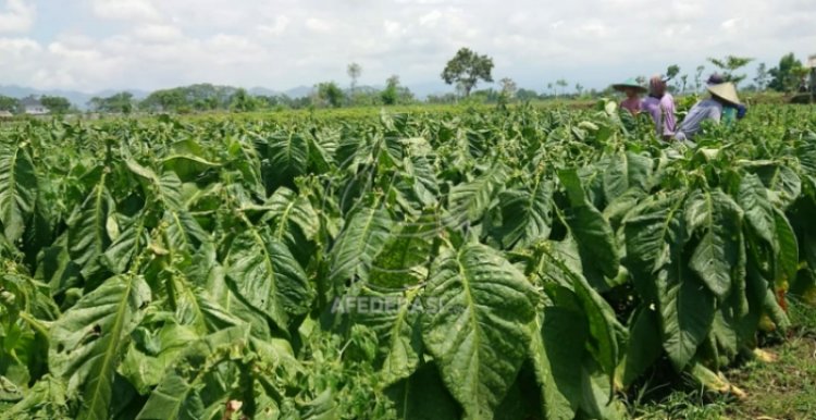 Ribuan Hektar Tanaman Tembakau Terancam Puso