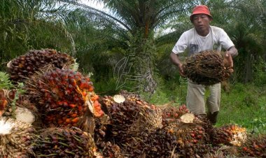 Indonesia Terapkan Kembali Kebijakan Pungutan Ekspor US$0/MT