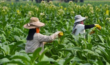 Pemerintah Resmi Naikkan Tarif Cukai Hasil Tembakau Tahun Depan