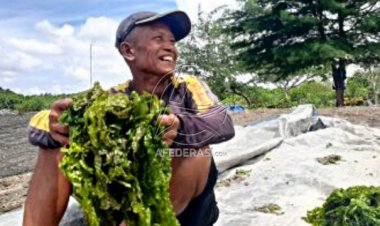 Lumut Jadi Lahan Primadona, Sepekan Raup Rp 2 Juta