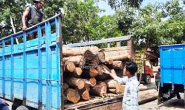 Petugas Gabungan Amankan Puluhan Gelondong Kayu Jati Ilegal