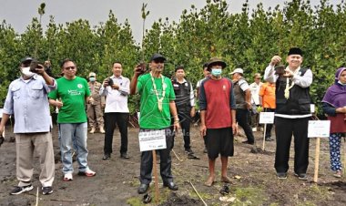 Ribuan Mangrove Ditanam di Sepanjang Pesisir Pantai