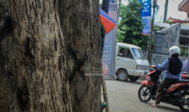 Rawan Pembalakan Liar, DLH Tulungagung data Pohon Sonokeling di Pinggir Jalan