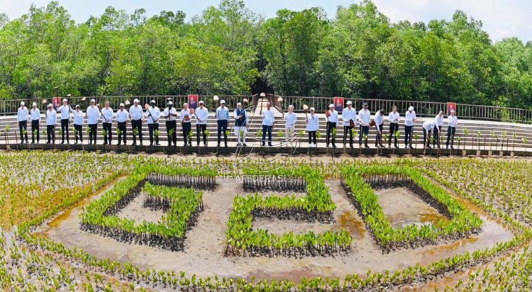 Jokowi Ajak Para Pemimpin Negara G20 Tanam Pohon Mangrove di Tahura