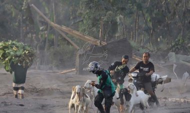 2.489 Orang Mengungsi Pasca Erupsi Semeru