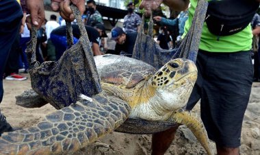 43 Penyu Hijau Berhasil Diamankan Petugas dari Pemburu Liar