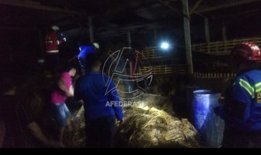 Ditinggal Demonstrasi di Jakarta, Kandang Ayam Kades Tambakrejo Terbakar