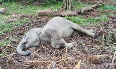 Habitat Rusak, Anak Gajah Sumatra di Riau Mati Terserang Virus