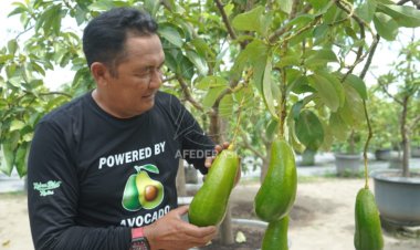 Berat Sampai 2 Kg, Pemkab Kediri Bakal Kembangkan Alpukat Kelud