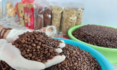 Jadi Komoditas Unggulan, Kopi di Kediri Bakal Jadi Oleh-Oleh Khas