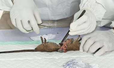 Dinkes Tulungagung Lakukan Penyelidikan Epidemiologi Kasus Leptospirosis