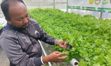 Manfaatkan Teknologi Pertanian, Sekelompok Warga di Kediri Sukses Kembangkan Sayuran Hidroponik