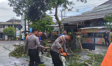 Akibat Pohon Tumbang, Jalan Nasional Trenggalek-Ponorogo Tersendat