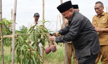 Tercatat Dalam HKI, Bupati Karna Janjikan Bibit  Mangga Arum Merah Gratis