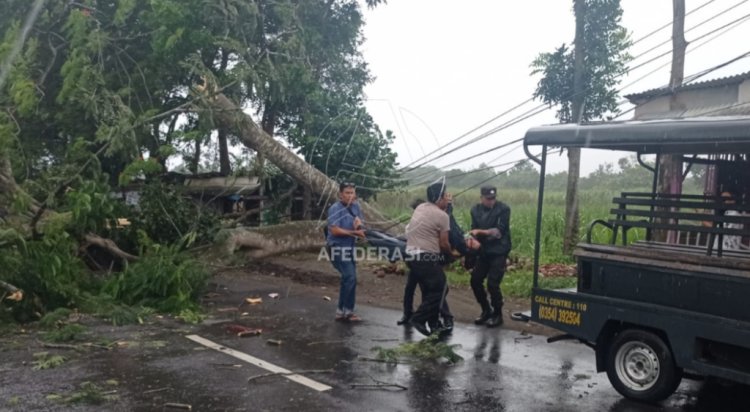 Pemotor Tewas Tertimpa Pohon Flamboyan di Kediri