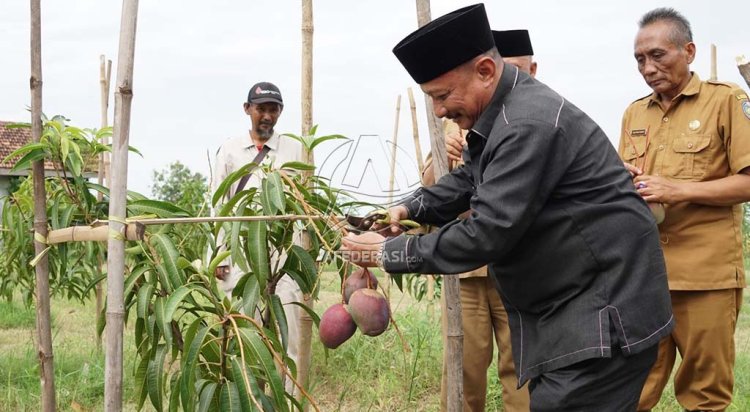 Tercatat Dalam HKI, Bupati Karna Janjikan Bibit Mangga Arum Merah Gratis