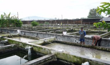 Produksi Meningkat, Pemkab Kediri Bakal Gelar Kontes Ikan Lele