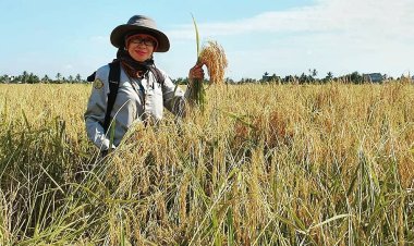 Diprediksi Musim Kemarau Datang Lebih Awal, Begini Upaya Dinas Pertanian Gresik