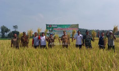 Hasil Tak Jauh Beda, Dispertabun Kediri Panen Raya Demplot Padi Organik