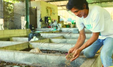 Mandiri Ekonomi Anak Muda Banyuwangi Budidaya Maggot
