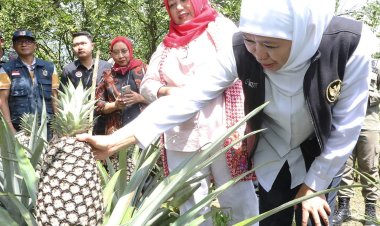 Gubernur Jatim Khofifah Tinjau Kebun Buah Organik yang Ekspor ke Mancanegara
