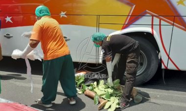 Tersenggol Bagong, Lansia Tewas di Kolong Bus