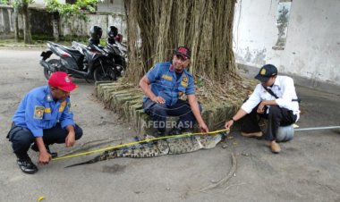 BKSDA Kediri Evakuasi Buaya Muara ke Lokasi Aman
