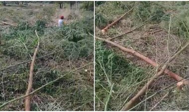 Ratusan Pohon Akasia di Ijen Dirusak, Perhutani KPH Bondowoso Tempuh Jalur Hukum