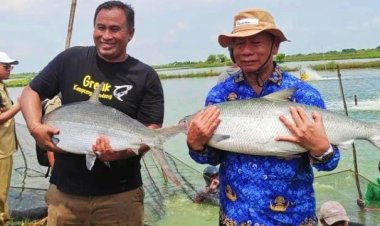 Tradisi Kontes Bandeng Kawak Gresik, Petambak Pangkah Wetan Siapkan Bandeng Usia 12 Tahun Jadi Jawara