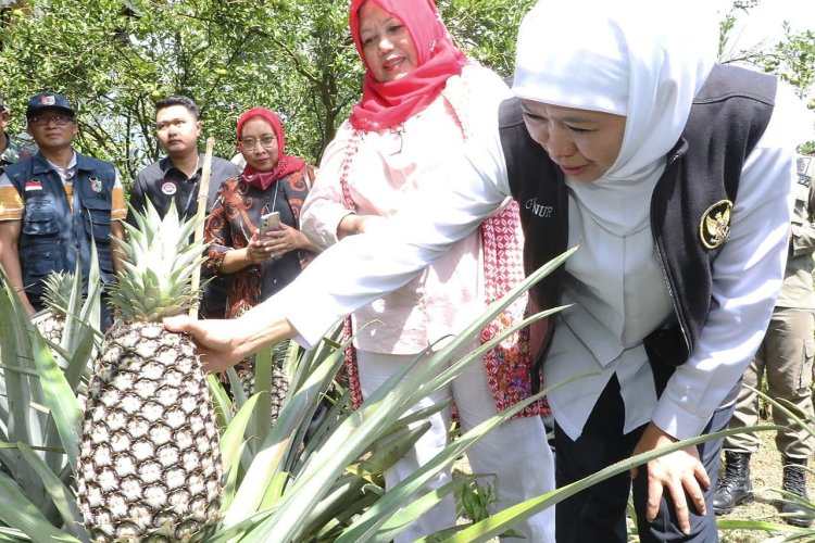 Gubernur Jatim Khofifah Tinjau Kebun Buah Organik yang Ekspor ke Mancanegara