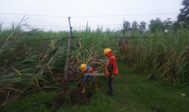 Diterjang Hujan Angin, Pohon Tumbang Kenai Kabel PLN