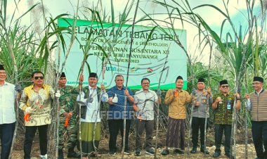 Panen Tebu 2023, PTPN XII Kebun Kalitelepak Siapkan Bahan Baku MBS
