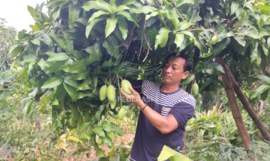 Petani Mangga Podang Kediri Ini Semakin Cuan Karena Internet