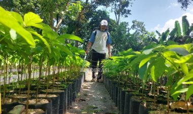 Miliki Nilai Jual Tinggi, Budidaya Bibit Alpukat Alodi Makin Diminati