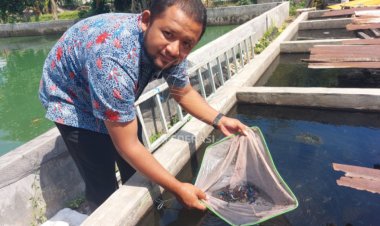 Pasutri di Kediri Sukses Usaha Cupang Hingga Jadikan Desa Klaster Ikan Hias