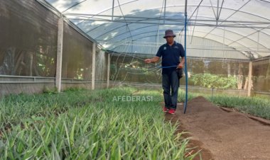 Jadi Primadona di Kelasnya, Pengembangan Bibit Nanas Pasir Kelud Makin Digencarkan
