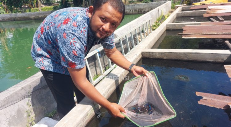 Pasutri di Kediri Sukses Usaha Cupang Hingga Jadikan Desa Klaster Ikan Hias