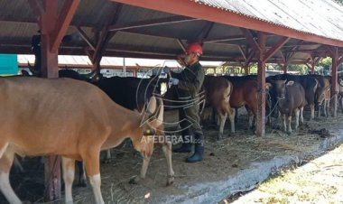 Siaga LSD, Disnakkan Situbondo Pastikan Stok Obat Aman