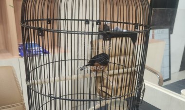 Tiga Pria di Kediri Ditangkap Polisi, Usai Curi Burung Murai Batu