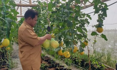 Berawal Dari Hobi Budidaya Melon Golden, Perangkat Desa di Gresik Raup Cuan Puluhan Juta