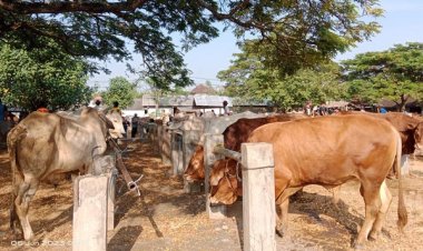 Waspada! Virus Lato-lato Mengintai, Distan Gresik Anjurkan Warga Perhatikan Kesehatan Hewan Kurban