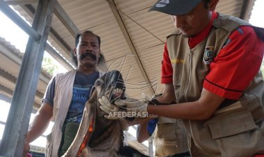 Disnakeswan Tulungagung : Hari Raya Idhul Idha 2023, Proyeksi Pemotongan Hewan Kurban Naik 15 Persen