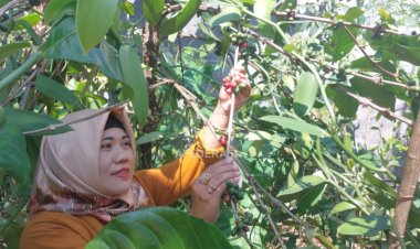 Mengenal Kopi Excelsa Suparmi di Lereng Anjasmoro Kediri, Hingga Jadi Produk Unggulan Khas